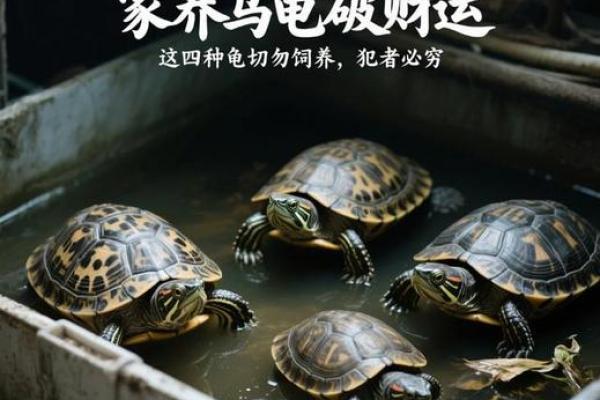 风水上养龟为什么不能养双,有这说法吗-