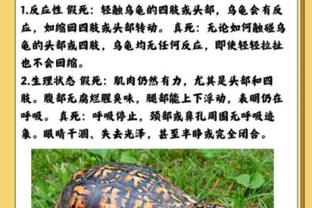 风水上养龟为什么不能养双,有这说法吗-