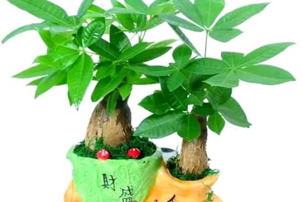 风水做生意家里养什么花好可以有利于财运