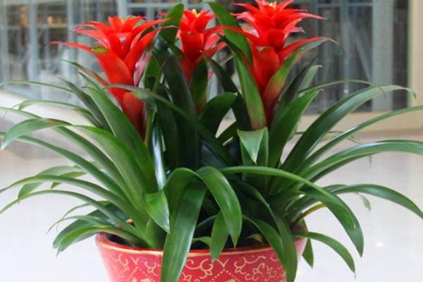 风水做生意家里养什么花好可以有利于财运