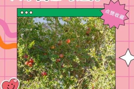 房子墙边长树风水好吗