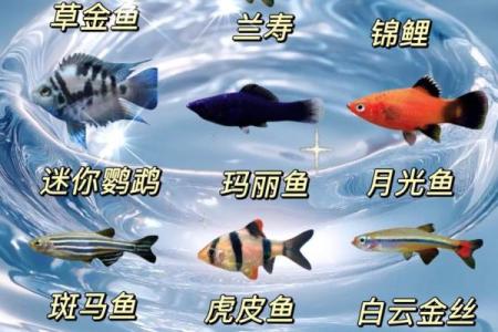 养鱼的数量风水